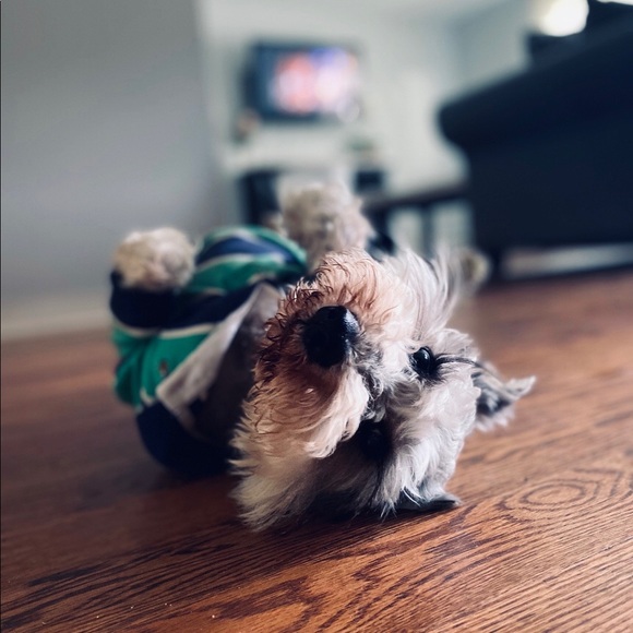 Meet your Posher, Karol - Picture 1 of 1